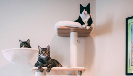 Petshop